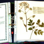 Herbarium-Engelwurz_800