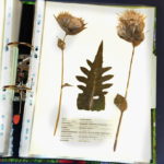 Herbarium-Kohlkratzdistel_800