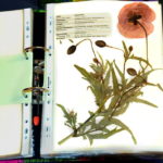 Herbarium-Mohnblume