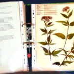 Herbarium-Wasserdost2_800